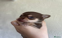 Chihuahua dogs for sale: Chocolate & tan female - Image 3