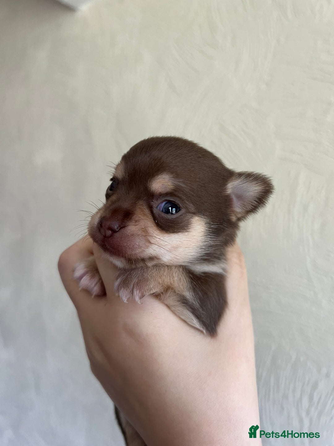 Chihuahua dogs for sale: Chocolate & tan female - Image 3