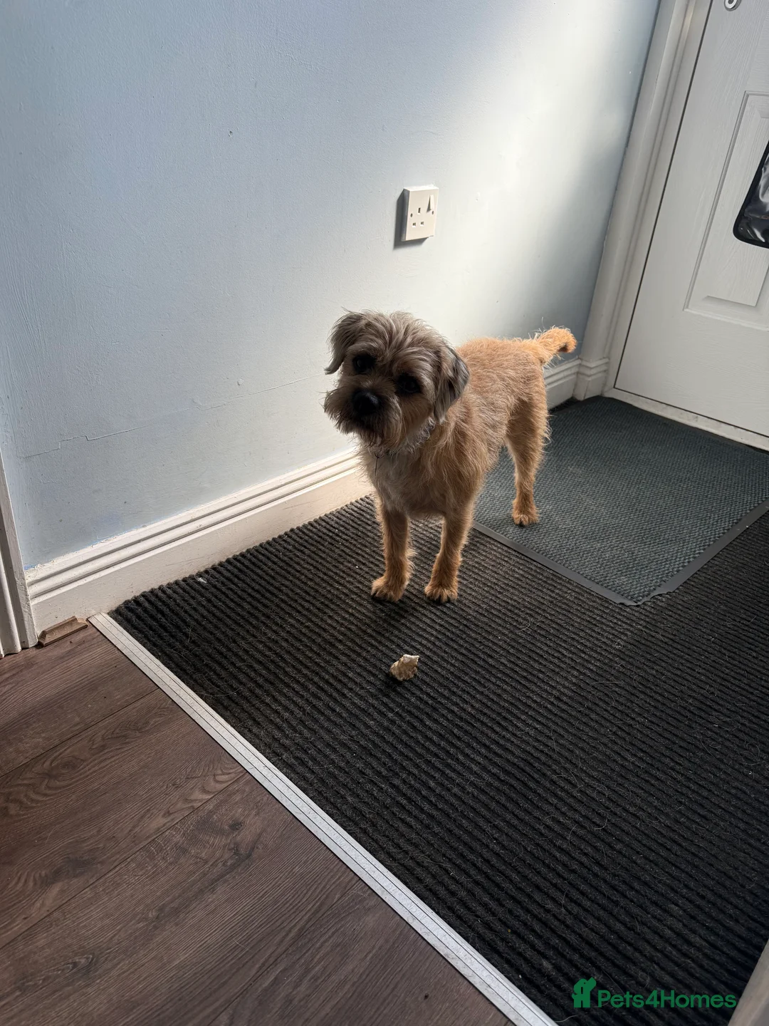 Border Terrier dogs for stud: 3yr old border fantastic temperament  in Bolton - Advert 9