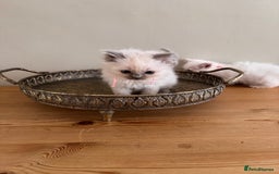 Birman cats for sale: Beautiful Birman Kittens - Image 11