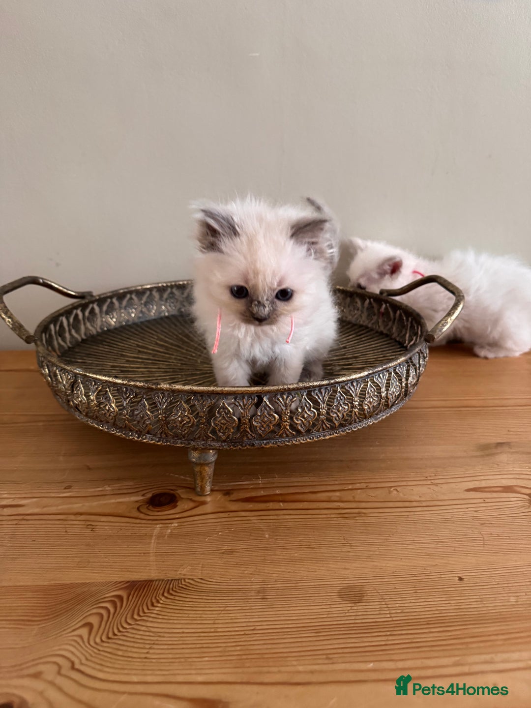 Birman cats for sale: Beautiful Birman Kittens - Image 11