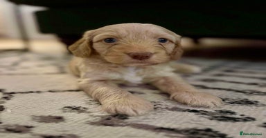 Cockapoo dogs - Advert 3