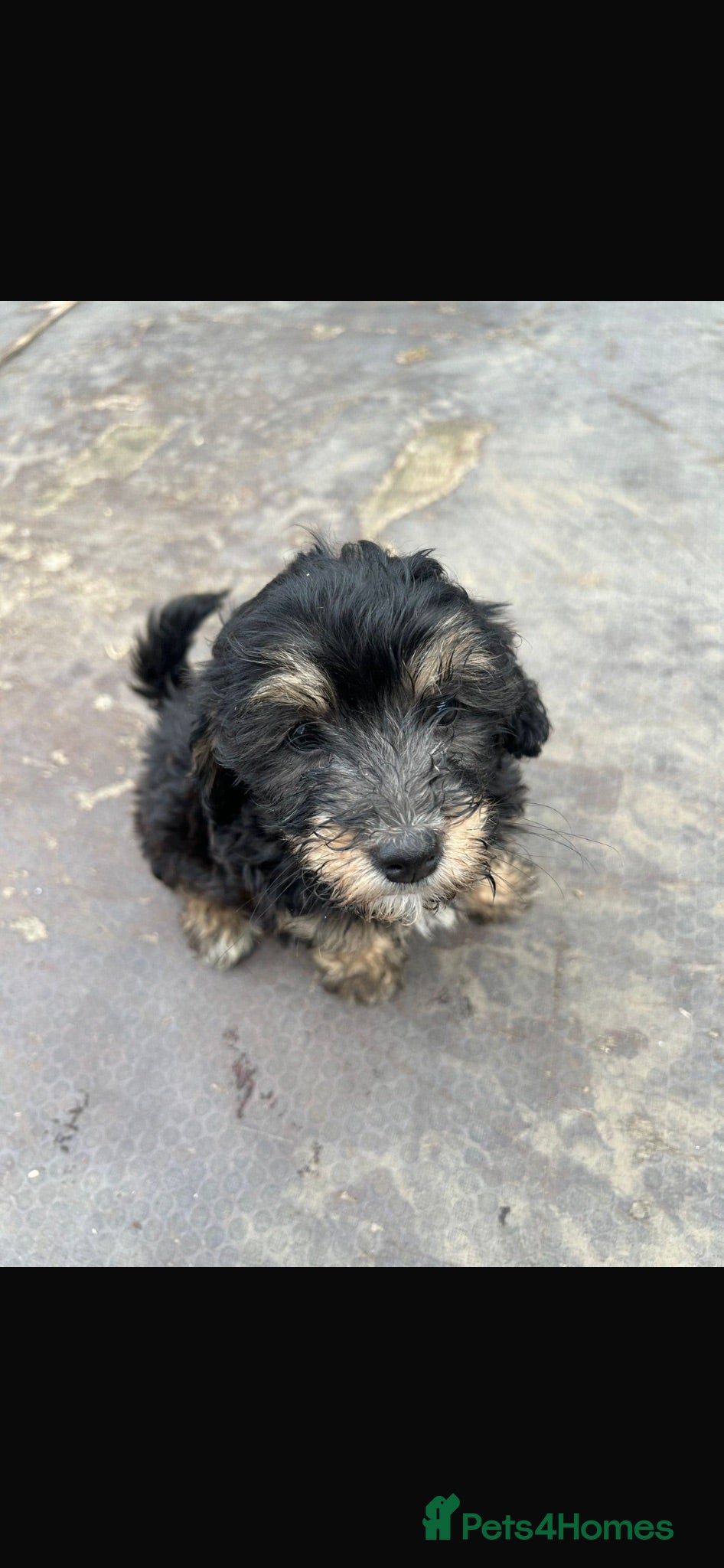 Lhasapoo dogs 1 gorgous lhasapoos - Advert 3