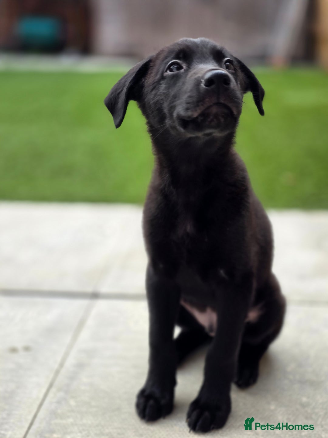 Mixed Breed dogs for sale: Beautiful black Belgain Malinois X Labrador  - Image 3
