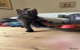 Mixed Breed cats for sale: 3 British short hair cross - Image 6