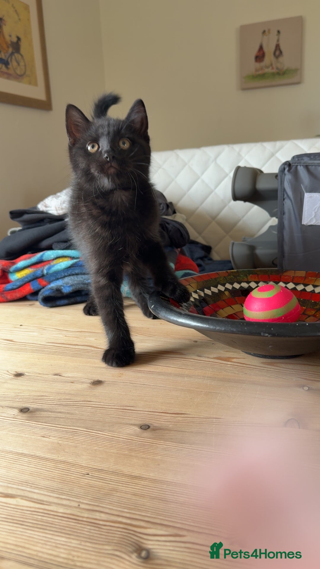Mixed Breed cats for sale: 3 British short hair cross - Image 6