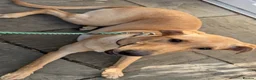 Mixed Breed dogs for sale: Labrador x greyhound bitch in Clitheroe - Advert 3