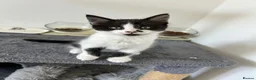 Mixed Breed cats for sale: Kittens looking for homes  - Advert 3