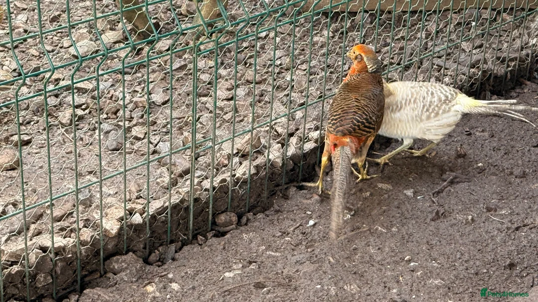 Pheasants poultry for sale: x3 male Golden pheasants - Advert 8