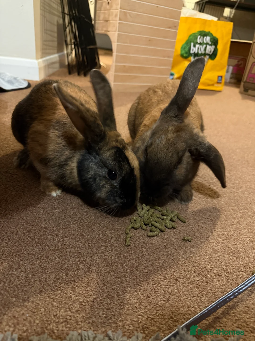 Mixed Breed rabbits for sale: 2 beautiful rabbits  - Advert 7