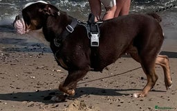 English Bulldog dogs for sale: Old tyme bulldog  - Image 5