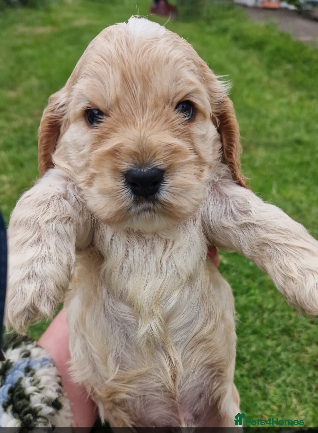 Cockapoo dogs for sale: Cockapoo puppies, ready to leave today.  in Otley - Image 6