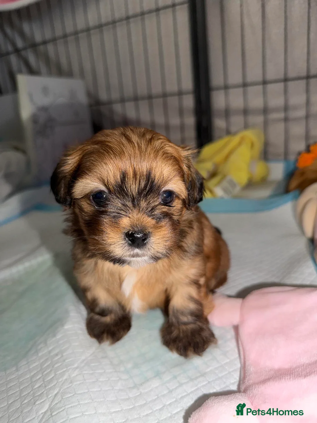 Mixed Breed dogs for sale: La-pom  pups , one boy still available  - Advert 5
