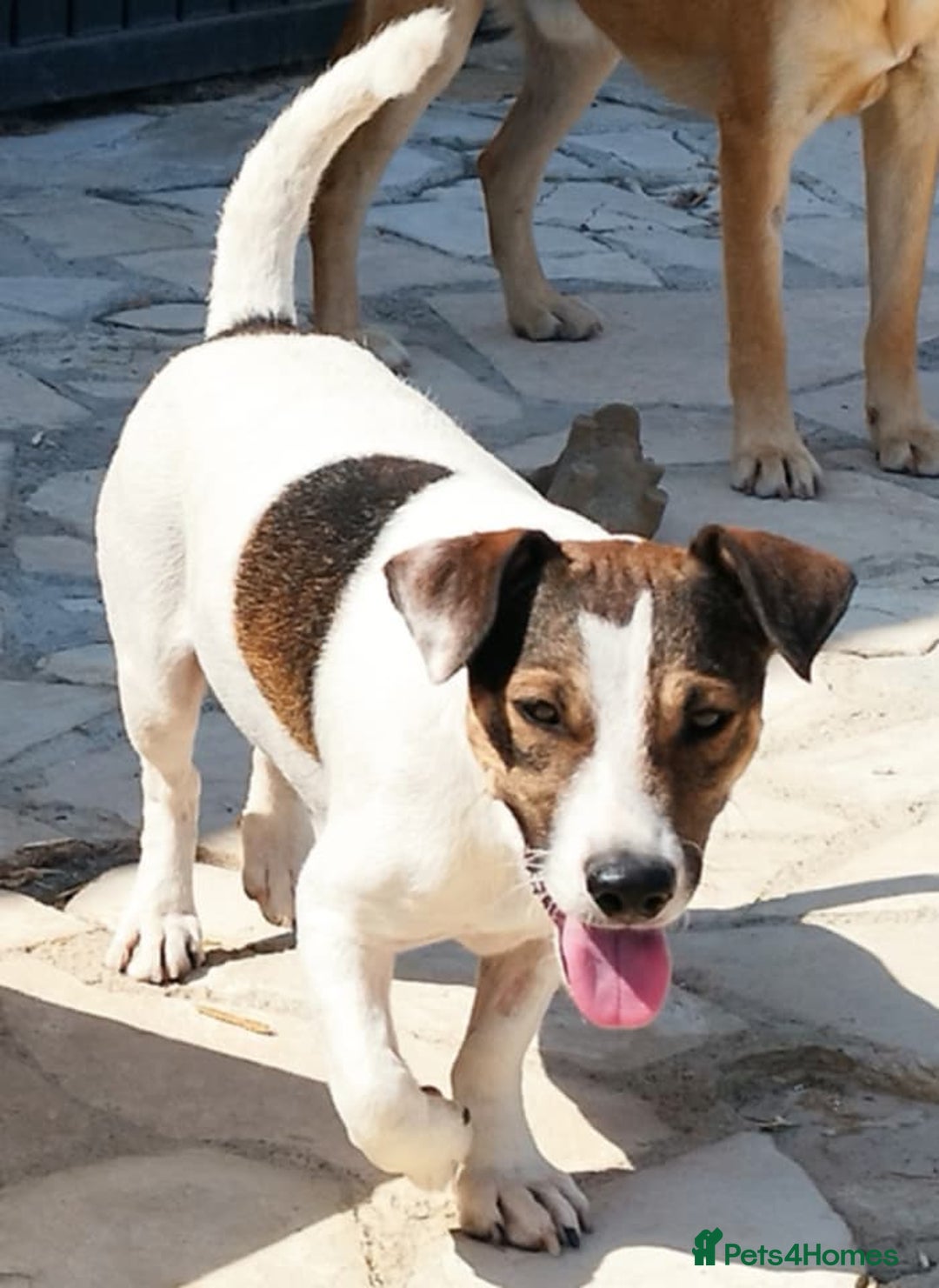 Jack Russell dogs for adoption: Vekku ,A Little Dog with a Big Heart ❤️  - Image 9
