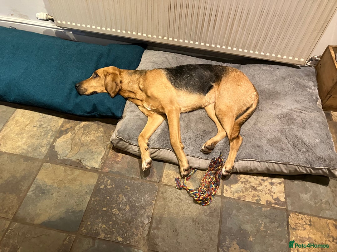 Bloodhound dogs for sale: Rehoming Bloodhound 4 years old  - Image 4