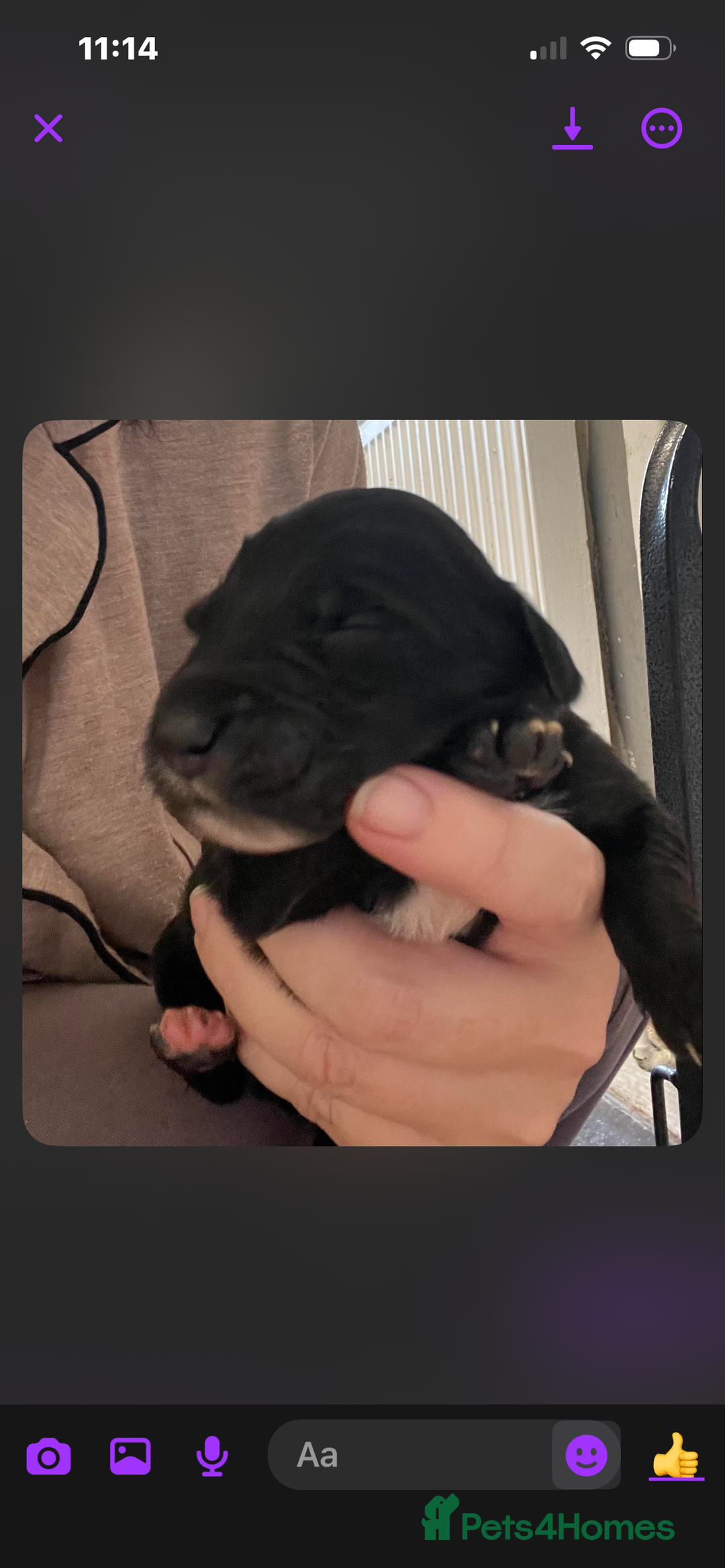 Mixed Breed dogs for sale: coltriever - Advert 3