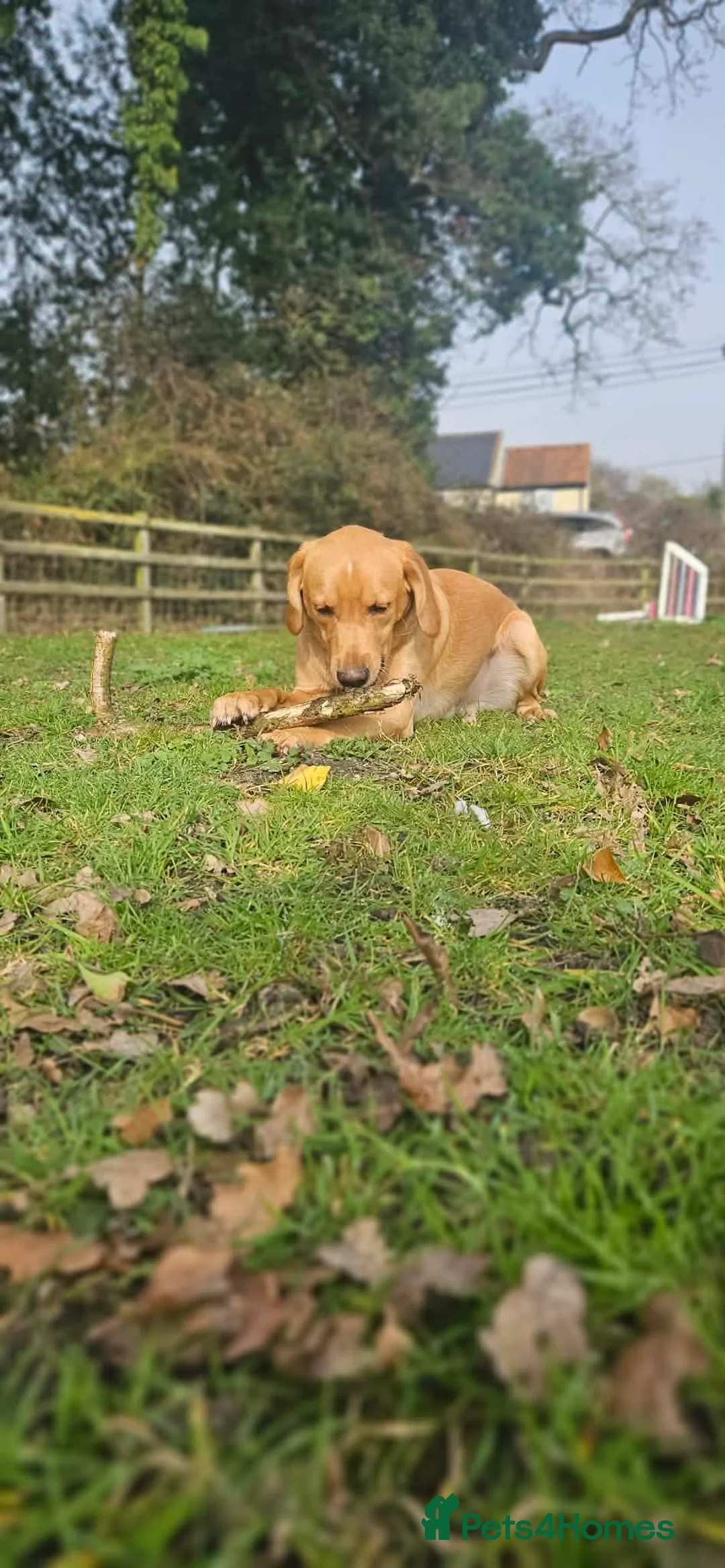 Cockerdor dogs for sale: Rehoming our beloved Cockerdor in Norwich - Advert 2