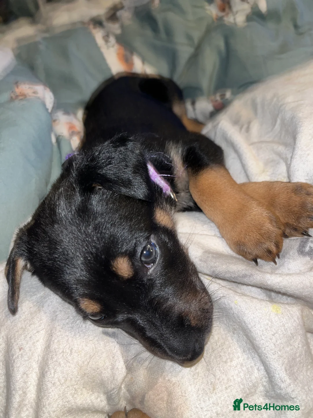 Mixed Breed dogs for sale: Doberman x Malinois x German Shepherd Puppies  - Advert 13