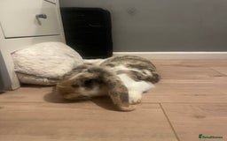French Lop rabbits for sale: Rehoming my 11month old Male NEUTERED rabbit  - Image 2