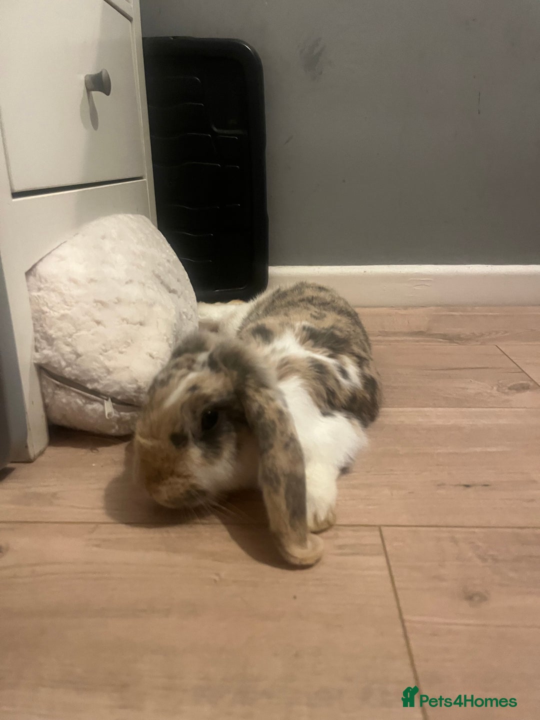 French Lop rabbits for sale: Rehoming my 11month old Male NEUTERED rabbit  - Image 2
