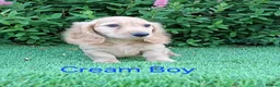 Miniature Dachshund dogs for sale: Long coat Miniature Dachshund Puppies  - Advert 11
