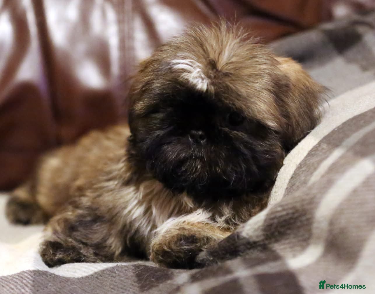 Shih Tzu dogs Outstanding Shih Tzu boy - Advert 18