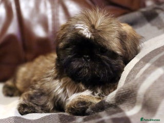 Shih Tzu dogs Outstanding Shih Tzu boy - Advert 18
