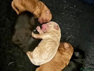 Shihpoo dogs ✨ Gorgeous Shihpoo Puppies – Ready 31st January ✨ - Advert 1