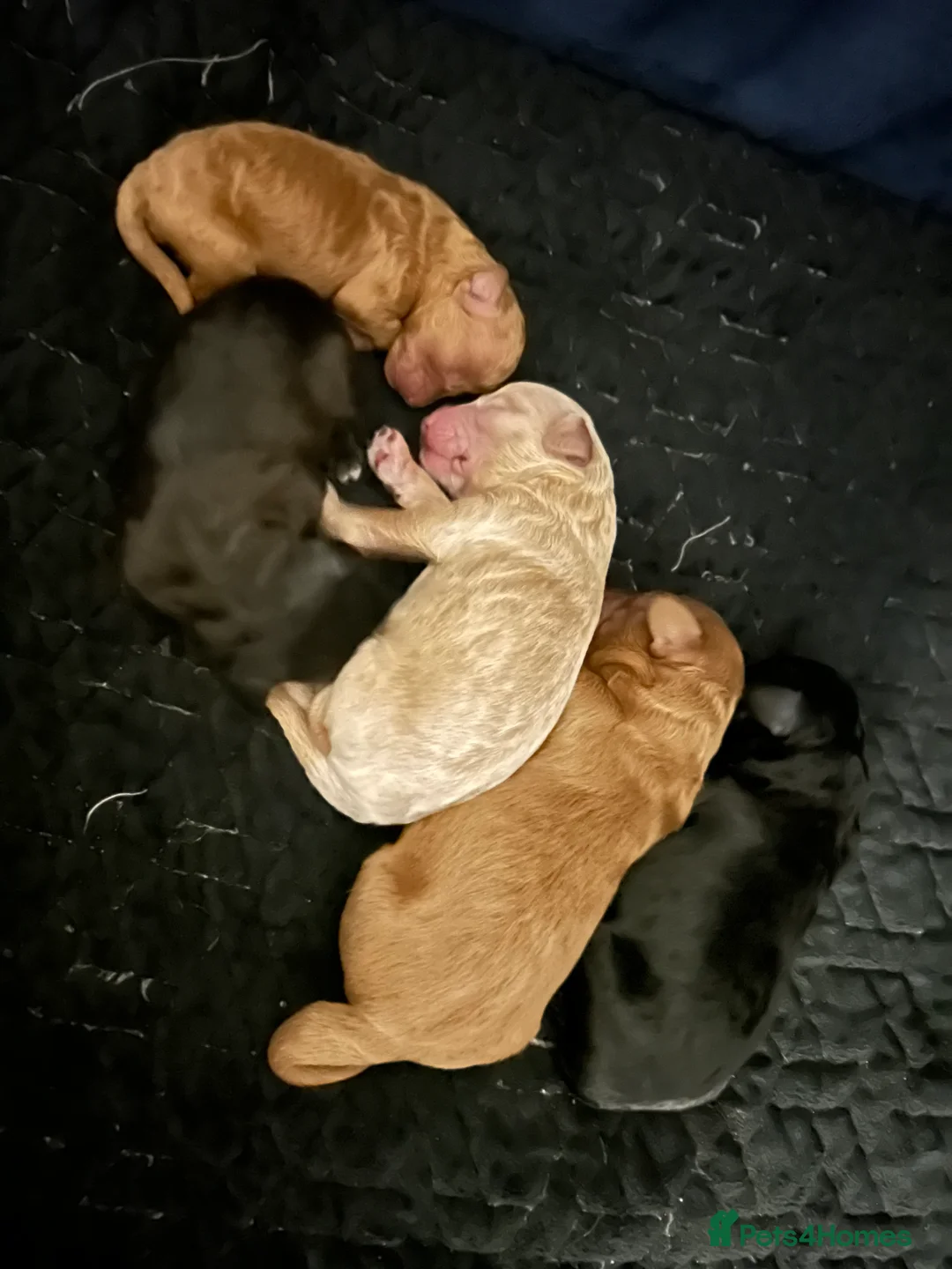 Shihpoo dogs for sale: ✨ REDUCED PRICE. Last Shihpoo Puppy Left  ✨ - Advert 7