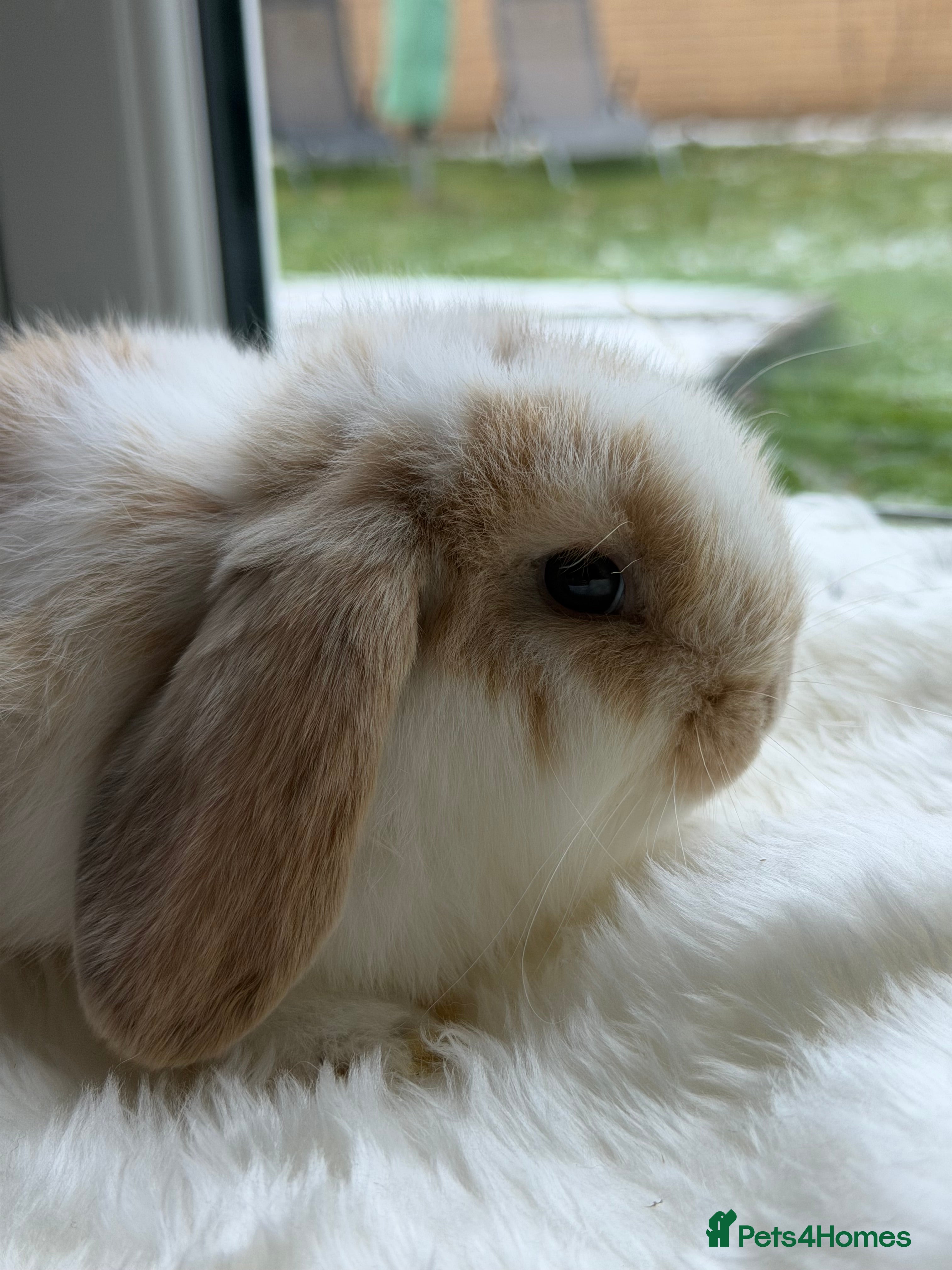 Mini Lop rabbits Two mini pops - Advert 9