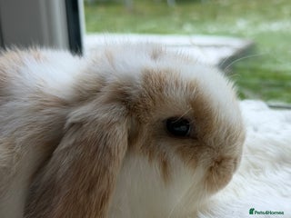 Mini Lop rabbits Two mini pops - Advert 7