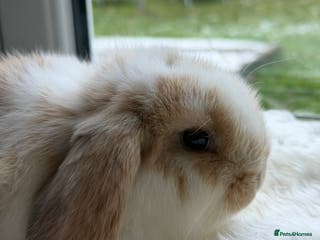 Mini Lop rabbits Two mini pops - Advert 16