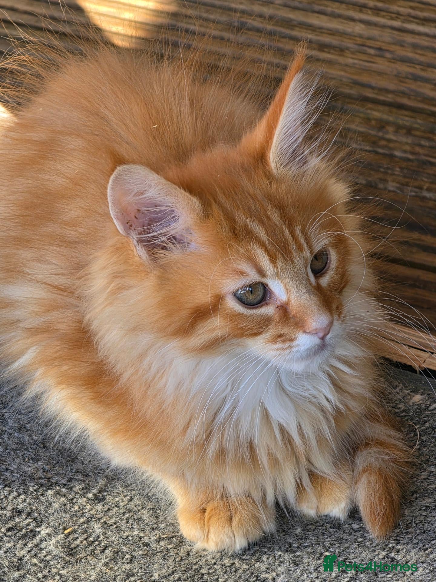Maine Coon cats for sale: BEAUTIFUL MAINE COON KITTENS, POLY AND NON POLY  - Advert 1