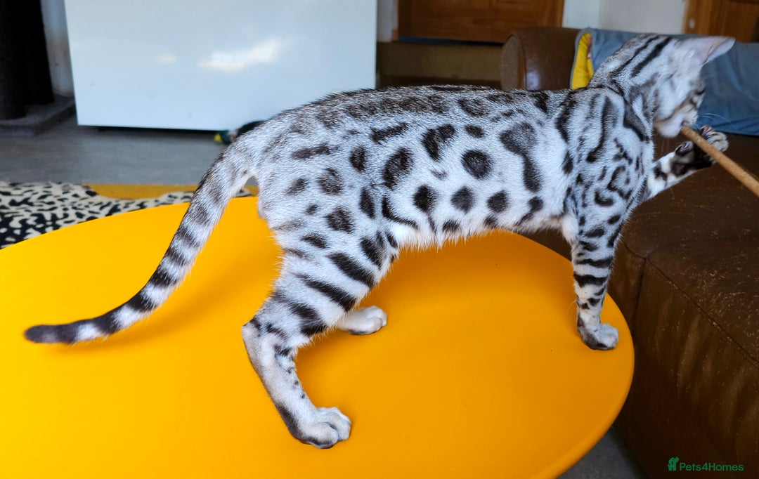 Bengal cats for sale: Exceptional Bengal kittens Available  - Image 13