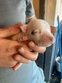 Staffordshire Bull Terrier 6
