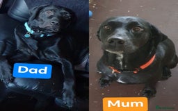 Mixed Breed dogs for sale: 9 Cheeky Labrador Cross Puppies for Sale ♡ - Image 8