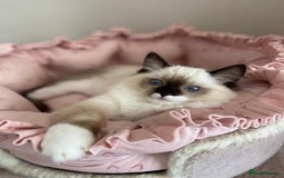 Ragdoll cats for sale: 💜GCCF Family Raised 💜 ragdoll kitten 🐾 - Image 8