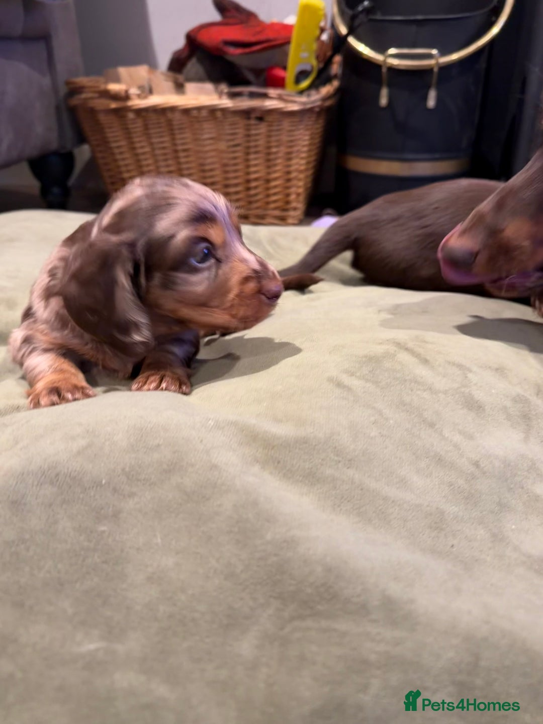 Miniature Dachshund dogs for sale: Long haired miniature dachshund pups - Advert 17