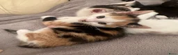 Mixed Breed cats for sale: 3 female kittens 10 weeks old - Advert 8