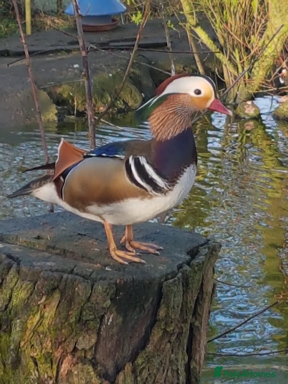 Waterfowl poultry Mandarin duck hatching eggs - Advert 8