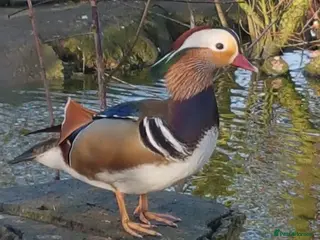 Waterfowl poultry Mandarin duck hatching eggs - Advert 1