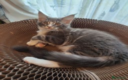 Maine Coon cats for sale: Three adorable Main kittens  - Image 8