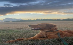 Golden Retriever dogs for sale: Dark Working Golden retriever  - Image 3