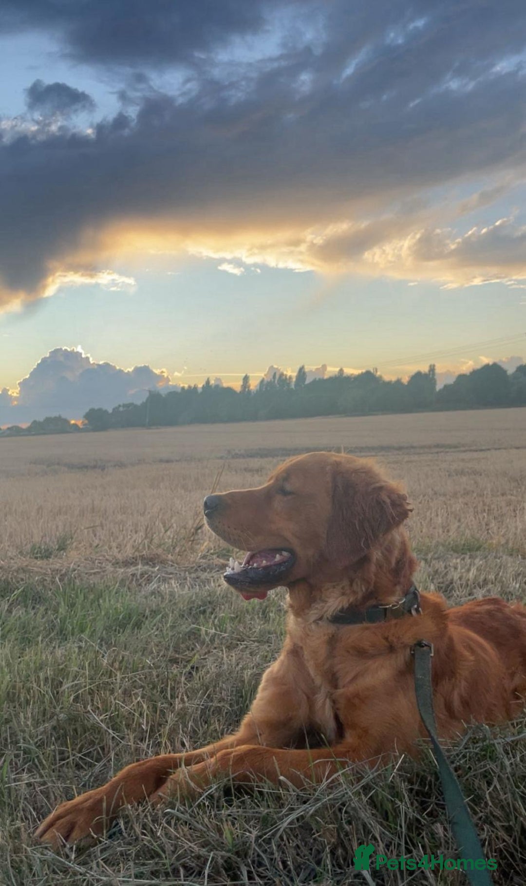 Golden Retriever dogs for sale: Dark Working Golden retriever  - Image 3