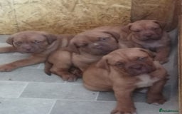 Dogue De Bordeaux dogs for sale: Gorgeous DOUGUE Babies - Image 14