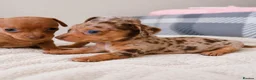 Chihuahua dogs for sale: Chiweenies *Stunning Tiny*  – Cosmo × Jimmy Choo - Advert 4