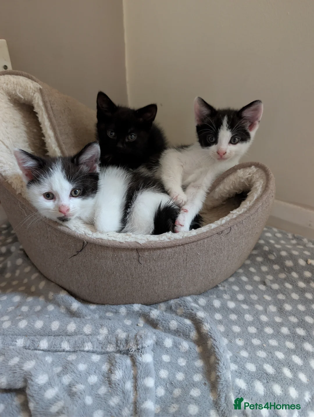 Mixed Breed cats for sale: Beautiful kittens - Advert 6