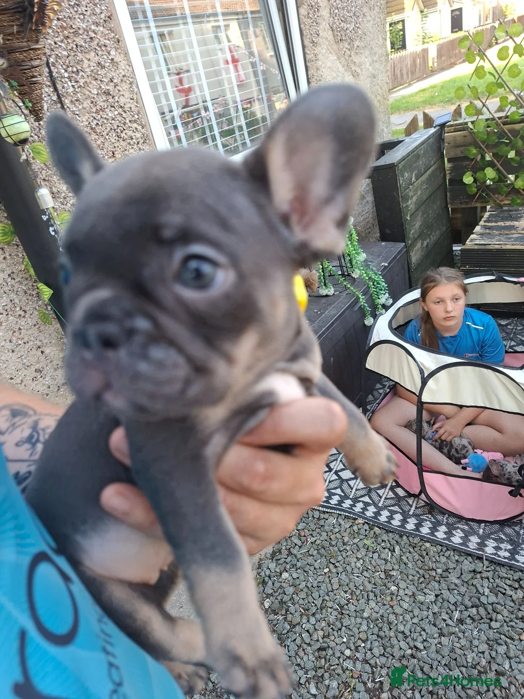 French Bulldog dogs for sale: 4 beautiful frenchie pups - Advert 12