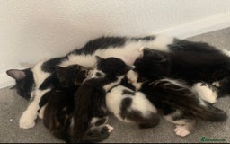 Mixed Breed cats for sale: READY NOW - 4 beautiful mixed breed kittens - Image 8