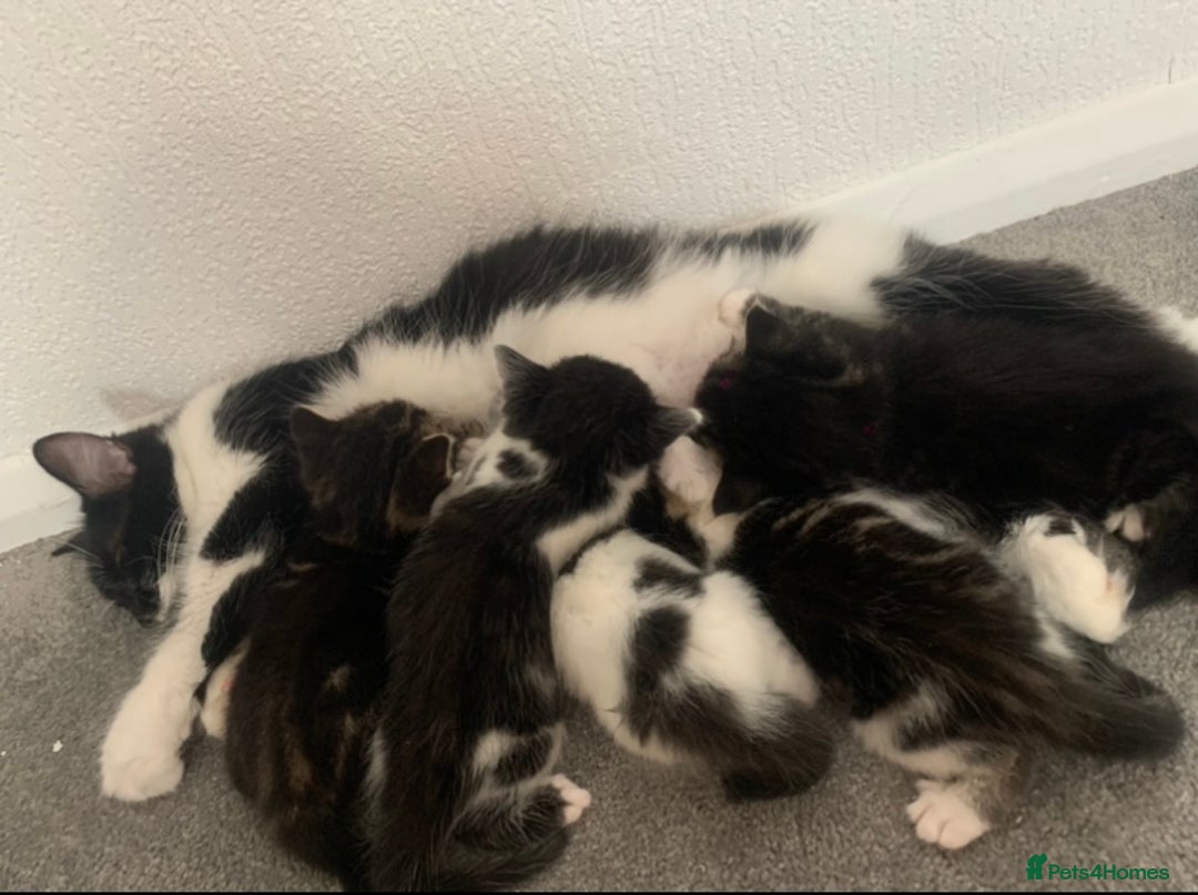 Mixed Breed cats for sale: READY NOW - 4 beautiful mixed breed kittens - Image 8